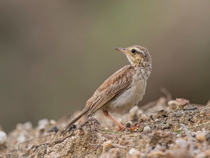 Paddyfield Pipit (Anthus rufulus), Sri Lanka