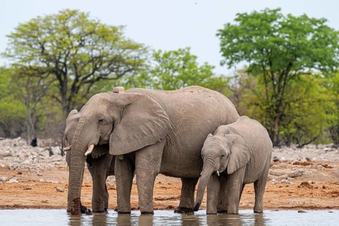 Herd of animals, animal family with young, African elephant (Loxodonta africana) drinking at a
