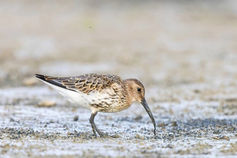 Dunlin (Calidris alpina) foraging, Netherlands