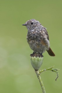 Common Redstart (Phoenicurus phoenicurus) juvenile, Berlin, Germany