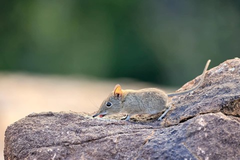 Short-eared trunked shrew (Macroscelides probosideus), short-eared elephant shrew, short-eared