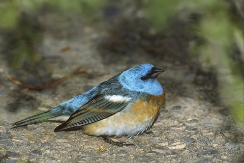 Lazuli Bunting (Passerina amoena), Arizona, USA
