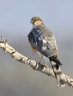 Sharp-shinned Hawk (Accipiter striatus), Saskatchewan, Canada