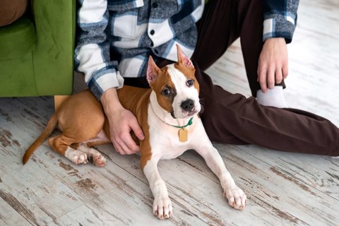 A young cropped unrecognizable man enjoy time with his terrier dog indoors, showcasing a close,