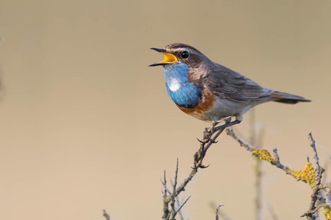 Bluethroat (Luscinia svecica cyanecula) male singing, Texel, Netherlands