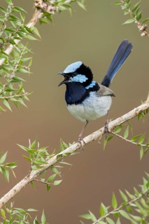 Superb Fairywren (Malurus cyaneus) perched on a branch in eastern Australia