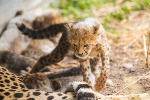 Cheetah (Acinonyx jubatus) youngster walking on the ground, captive, occurrence Africa