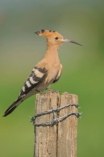 Eurasian Hoopoe (Upupa epops) perched on a post, Aosta Valley, Italy