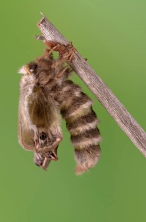 Small emperor moth (Saturnia pavonia), female, unfolding wings after hatching, Germany