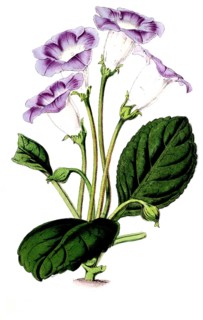 Gloxonia adamas oculata, Gloxinia, plant and flower, digitally reworked reproduction of an original