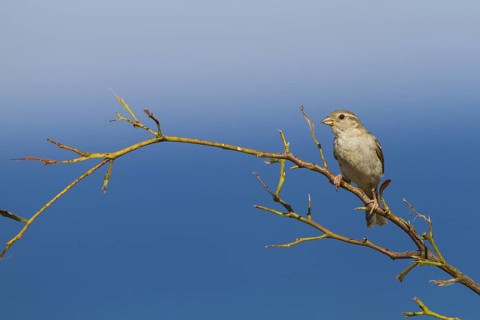 House Sparrow - Haussperling - Passer domesticus ssp. biblicus, adult female, Cyprus