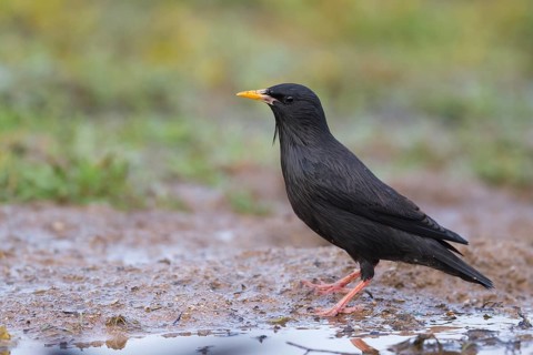 Spotless Starling - Einfarbstar - Sturnus unicolor, Morocco, adult