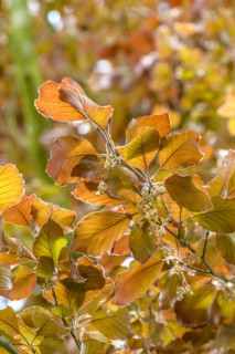 Blood beech (Fagus sylvatica 'Atropunicea'), Laußnitz, Saxony, Germany