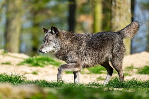 Eastern wolf (Canis lupus lycaon) walking on a meadow, Bavaria, Germany