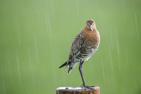 Black-tailed godwit (Limosa limosa) standing on a pole in the rain, drops form a picturesque