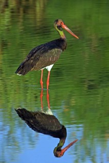 Black stork (Ciconia nigra), searching for food in the water, East River, Lesbos Island, Greece