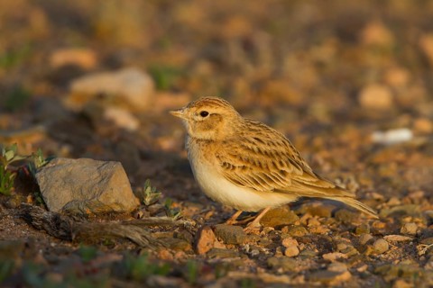 Short-toed Lark - Kurzzehenlerche - Calandrella brachydactyla ssp. rubiginosa, Morocco, adult