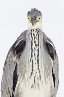 Grey Heron (Ardea cinerea) juvenile, Berlin, Germany