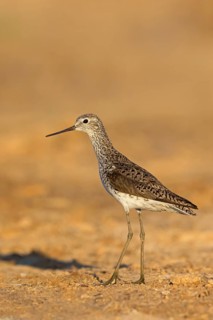 Teichwasserläufer, Marsh Sandpiper, Tringa stagnatilis, Chevalier stagnatile, Archibebe Fino