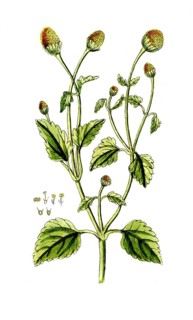 Spilanthus acmella, Jambu, digital reproduction of a historical model, between 1790 and 1810