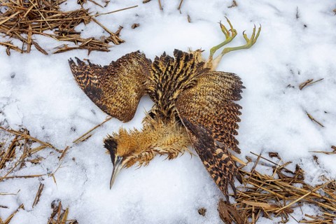 Perished Eurasian bittern, great bittern (Botaurus stellaris) dead corpse lying in the snow in reed