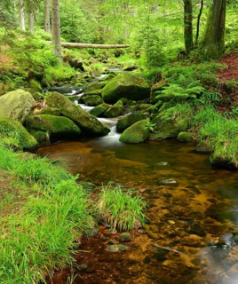 At the upper reaches of the Bode, mountain stream with moss-covered boulders in the Harz Mountains,