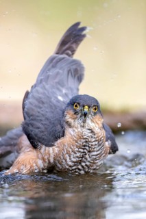 Eurasian Sparrowhawk (Accipiter nisus) male bathing, Madrid, Spain