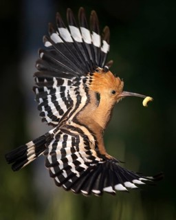 Eurasian Hoopoe (Upupa epops) flying with food in its beak, Saxony, Germany