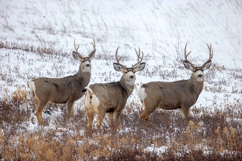 Rocky Mountain mule deer (Odocoileus hemionus) three bucks foraging on snow covered prairie in