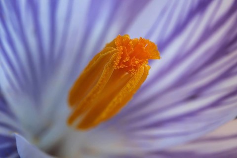Spring crocus (Crocus vernus), flower, detail, macro photograph, Baden-Württemberg, Germany