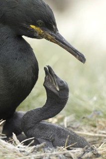 European Shag (Phalacrocorax aristotelis), Scotland, United Kingdom