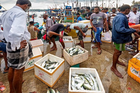 Men look at fish in coolers at a busy harbor fish market, The fishermen in the fishing port of