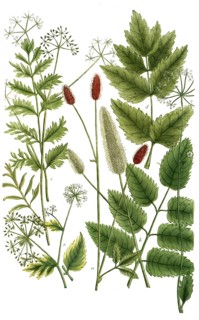 Botany, plants, varieties of the meadow button, Sanguisorba, Pimpinella canadensis, Pimpinella