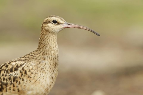 Bristle-thighed Curlew (Numenius tahitiensis), Hawaii, USA