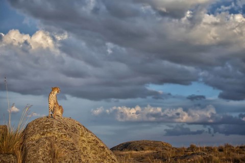 Cheetah (Acinonyx jubatus) female sitting on a rock below dark clouds, Castile-La Mancha, Spain