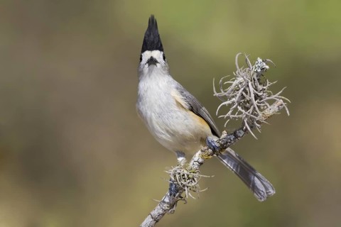 Black-crested Titmouse (Baeolophus atricristatus), Texas, USA