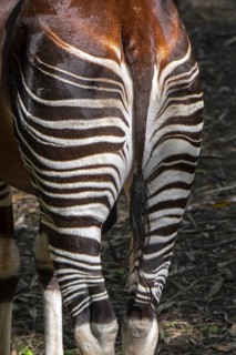 Okapi (Okapia johnstoni) native to the Congo in Central Africa, close-up of tail and striped