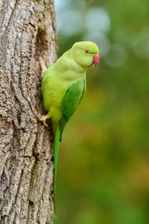 Green collared parakeet (Psittacula krameri), sitting in the nesting hole of a tree, looking