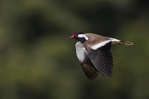 Red-wattled Lapwing (Vanellus indicus) flying, Oman