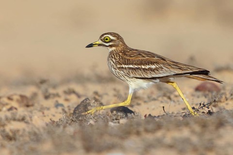 Curlew, Animals, Birds, (Burhinus oedicnemus), Biotope, Habitat, Foraging, Curlew family, Canary