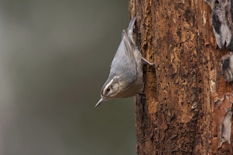 Corsican Nuthatch (Sitta whiteheadi), Corsica, France