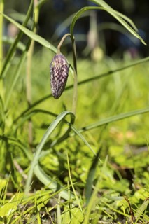 Snake's Head Fritillary (Fritillaria meleagris) in bloom, Dresden, Saxony, Germany