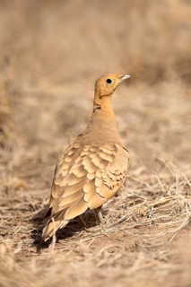 Chestnut-bellied Sandgrouse (Pterocles exustus), Aledeghi National Park, Ethiopia