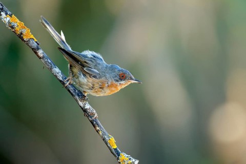 Subalpine Warbler (Sylvia cantillans) male perched on lichen branch, Andalusia, Spain
