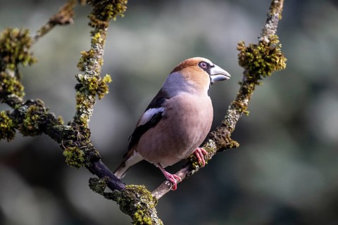 Hawfinch (Coccothraustes coccothraustes), Emsland, Lower Saxony, Germany
