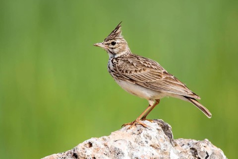 Thekla Lark (Galerida theklae) perched on a rock, Castile and Leon, Spain
