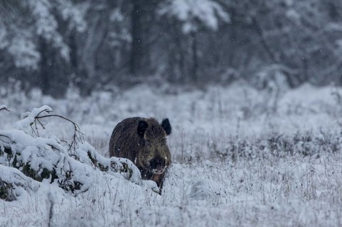 Surprising encounter with a wild boar (Sus scrofa) on a snow-covered forest meadow, early winter,