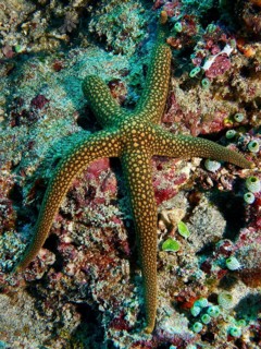 Orange-green starfish, New Caledonia starfish, yellow net starfish (Nardoa novaecaledoniae), on