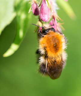 Macro photograph of a furry hairy common carder-bee (Bombus pascuorum), wild bee hanging on a