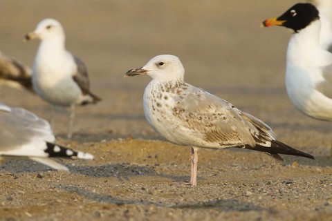 Caspian Gull (Larus cachinnans), Oman